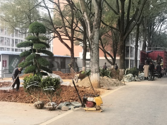 后勤服務(wù)處開展校園冬季植樹造綠活動